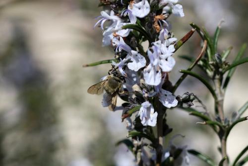 Anthophora sp.